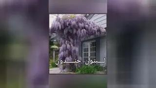 روزتان بخیر و شادی