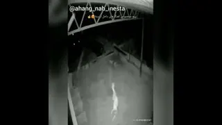 سگ وفادار