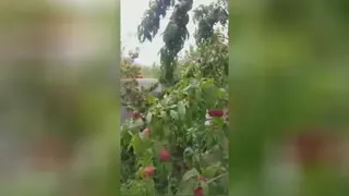 نهالستان نوع اندیشان