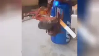خرچنگ بامزه