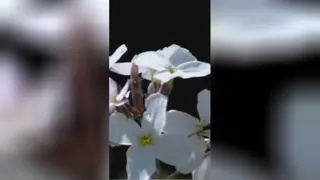 تقدیم به همه ی زنان و مادران