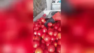 تولیدات مواد غذایی بهداشتی و بسته بندی با کیفیت م