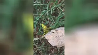 خودکشی 😁
