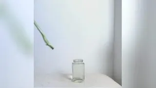 قلم گیری برگ انجیری برا تکثیر