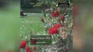 شعر وادبیات