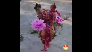 خخخخخ