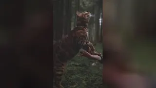 ✩گربه ✩