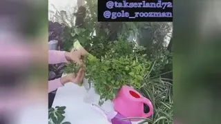 تکثیر ناز یخی