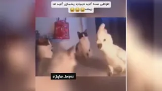 براتون طوطی آوردم بهتر از گربه صدا گربه در میاره