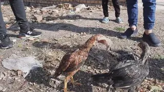 خروس. مرغ