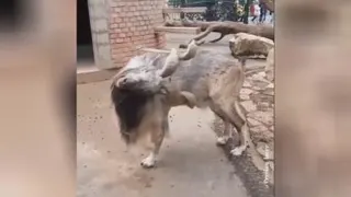 کسی میدونه نژاد این چیه😳