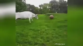 گاو فوتبالی⚽️😂