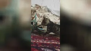 بازیگوشی گربه