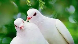 کلیپ های زیباو بامزه از کبوترهای من