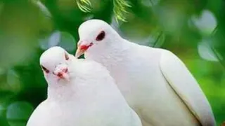 کلیپ های زیبا و بامزه از کبوترهای من