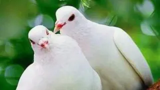 کلیپ های زیبا و بامزه از کبوترهای من