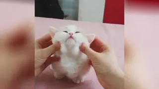 بچه گربه😍😍