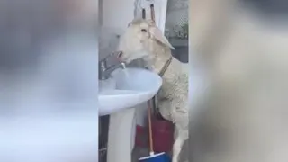 چه گوسفند باهوشی