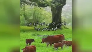 زبان دلنشین