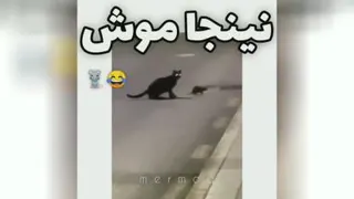 موش نینجا