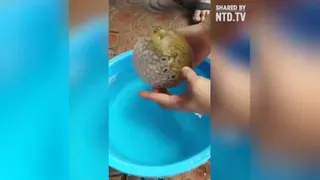 ماهی بادکنکی