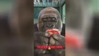 وضعیت شوهر عمه ها تو شب یلدا😂😂😂 ‌‌‌‌‌‌‌‌‌‌‌‌‌‌‌‌‌‌‌‌‌‌‌‌‌‌‌‌‌‌‌‌‌‌‌‌‌‌‌‌‌‌‌‌