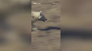 مستند شکار خرگوش توسط گله گرگ ها... wolf pack hunt a hare