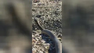 مستند مارها و ایگوانا... Iguana vs snakes