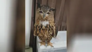 جغد شاخدار