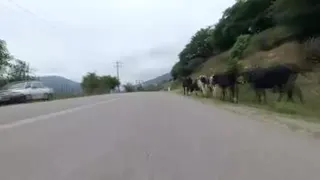 حتی سرنشینان عقب خودرو هم باید کمربند ایمنی را ببندند