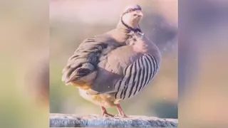 فیلم قشنگ