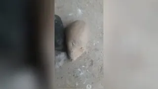 تاریخی
