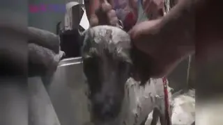 حمایت از سگ