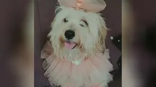 دایره امن