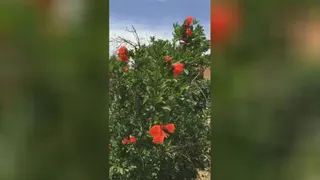طبیعت