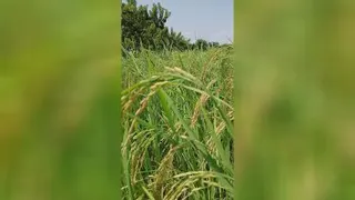 شالیزار