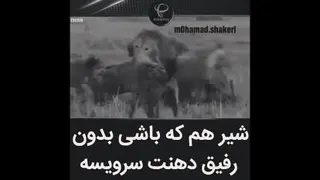 شیر هم ک باشی...