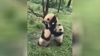 تا حالا پاندا ا را در حین بازز دیدین؟😃
