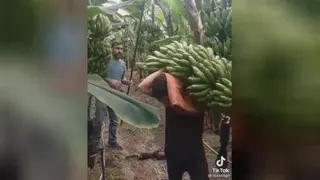 برداشت موز