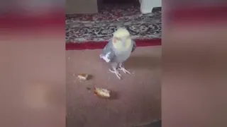 نگاش کن 🥺😍