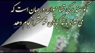 الله اکبر