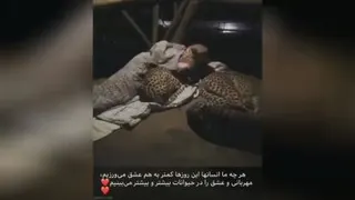 محیط بانی