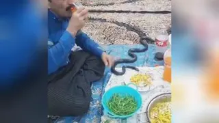 دوستی با مار