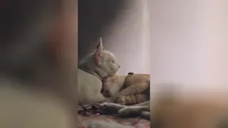 گربه