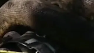 مردی که راضی به زنده بلعیده شدن توسط مار آناکوندا شد.