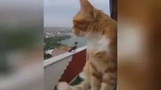 زبون نفهم