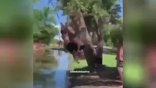 شگفت انگیز