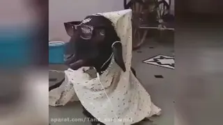 بازدید کنید