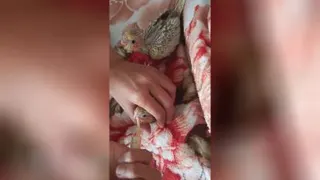 نحوه سرلاک دادن ب جوجه عروس