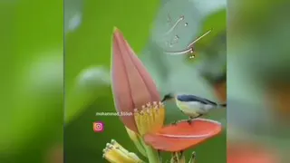 طبیعت